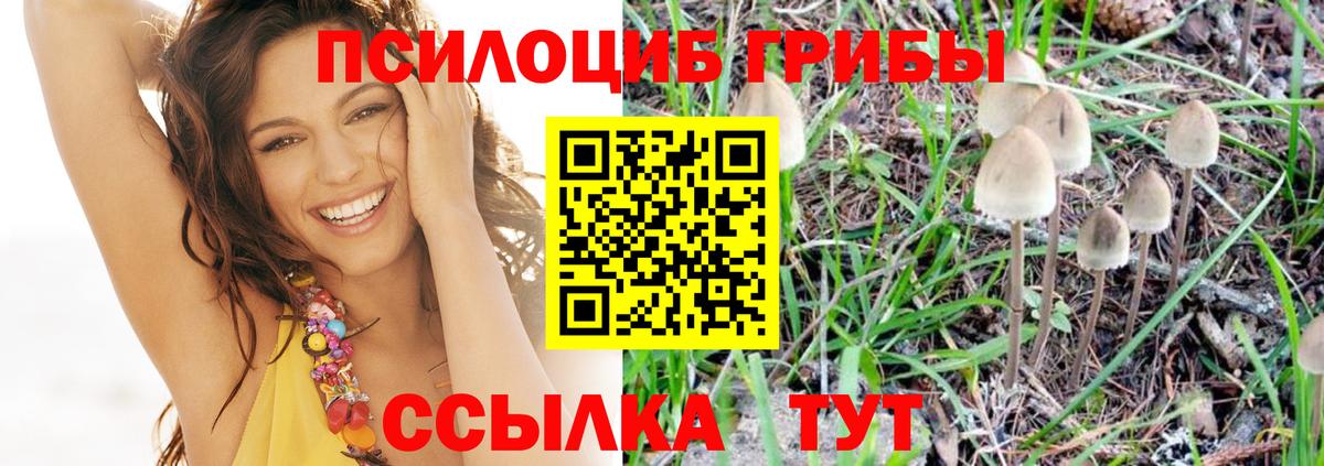 Галлюциногенные грибы Psilocybe  Вход с VPN  Реутов 